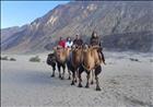 At hunder,Nubra in cold desert riding on double humb camel