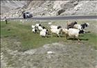 Pashmina Goats rearing near Nubra